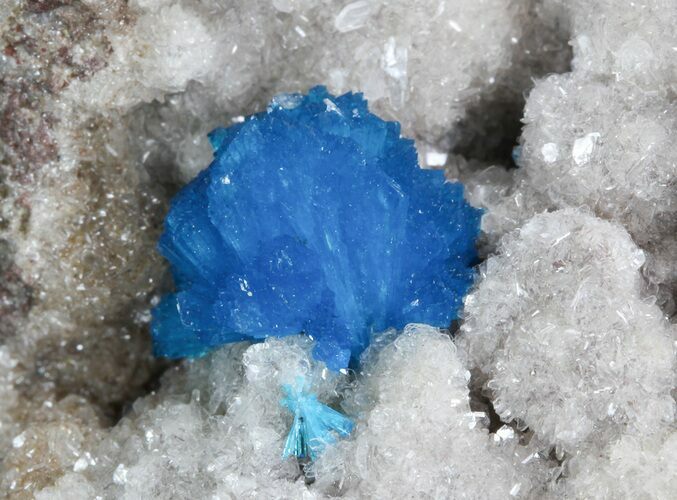 Bright Blue Cavansite Crystals on Micro Stilbite - India #44808